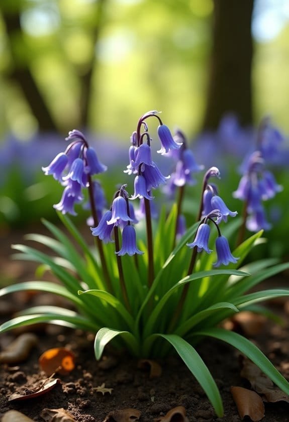 Bluebell (Hyacinthoides Non-Scripta) 2 optimal plant growth conditions