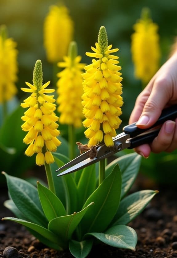 Lysimachia Vulgaris (Yellow Loosestrife) 3 proper care instructions needed