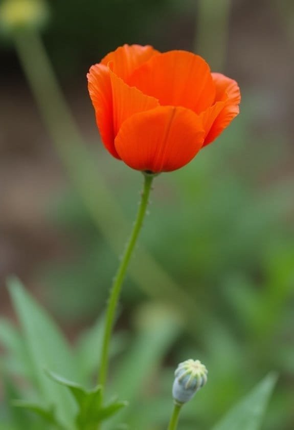 Long-Headed Poppy (Papaver Dubium) 3 proper care techniques
