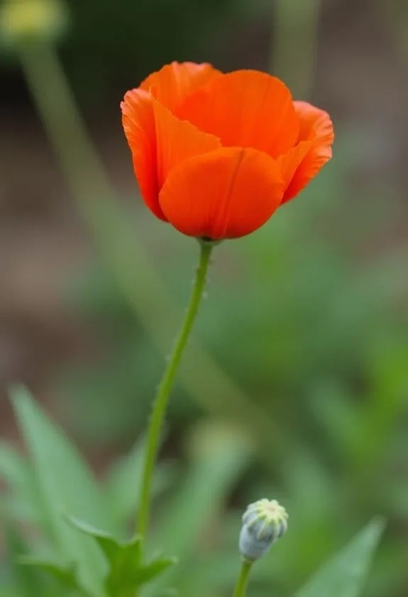 Long-Headed Poppy (Papaver Dubium) 3 proper care techniques
