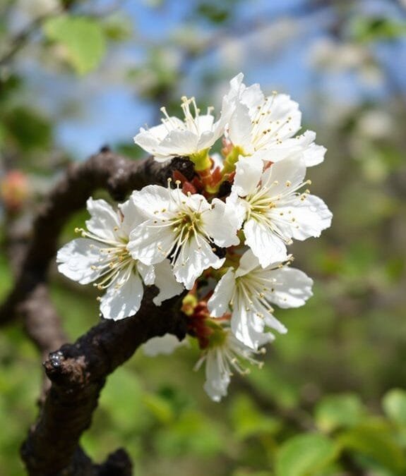 Blackthorn (Prunus Spinosa)