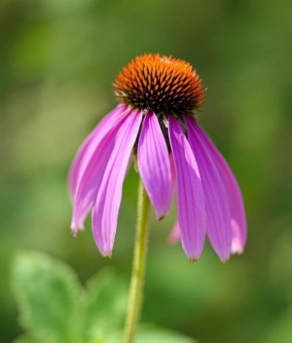 Echinacea Purpurea (Purple Coneflower)