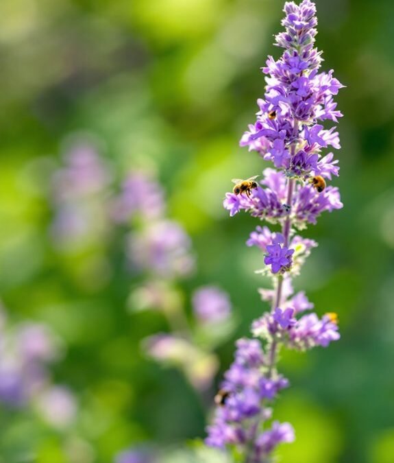 Verbena Bonariensis (Purple Top)