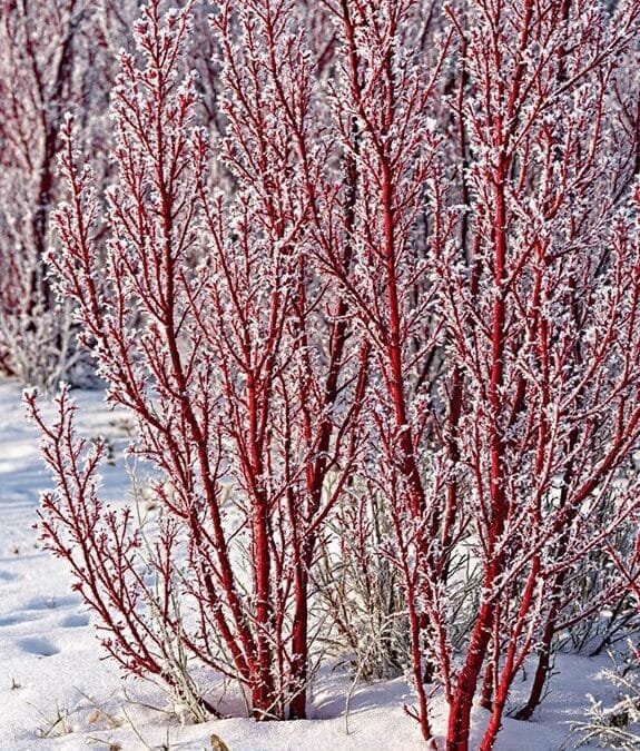 Cornus Alba (Red-Barked Dogwood)