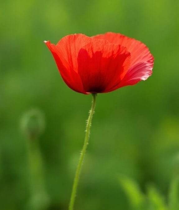 Common Poppy (Papaver Rhoeas)