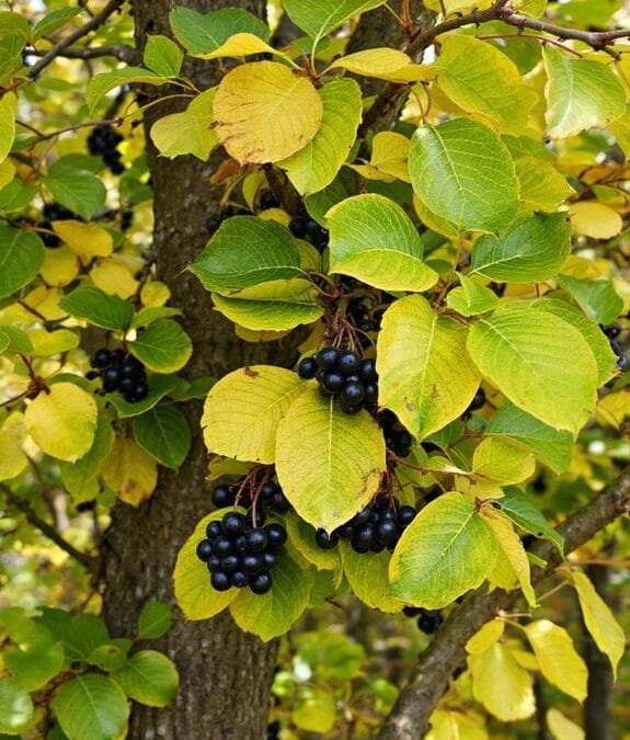 Purging Buckthorn (Rhamnus Cathartica)