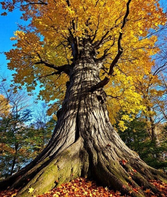 Sugar Maple (Acer Saccharum)