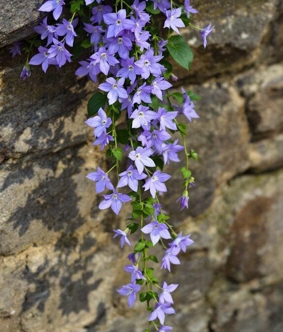Campanula Poscharskyana (Trailing Bellflower)