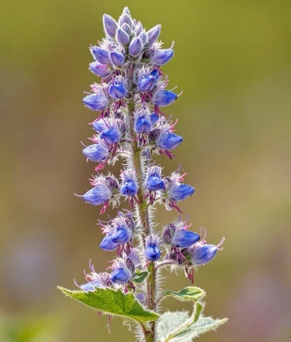 Viper’s Bugloss (Echium Vulgare)