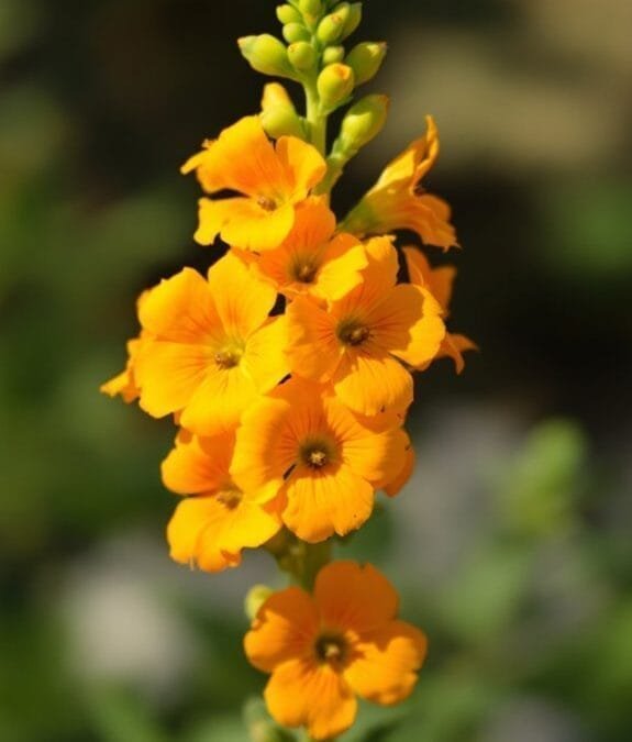Erysimum Species (Wallflower)