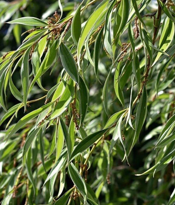 Halberd Willow ‘Wehrhahnii’ (Salix Hastata ‘Wehrhahnii’)