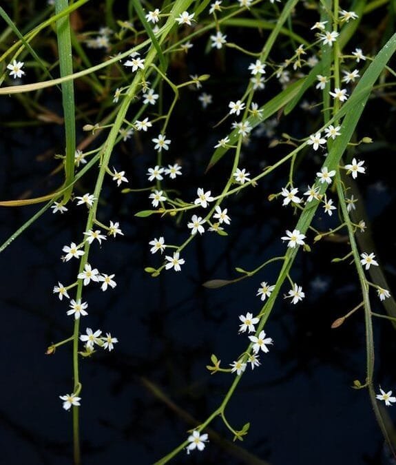 Marsh Bedstraw (Galium Palustre)