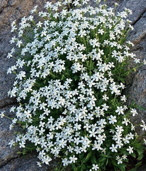 Wild Candytuft (Iberis Amara)