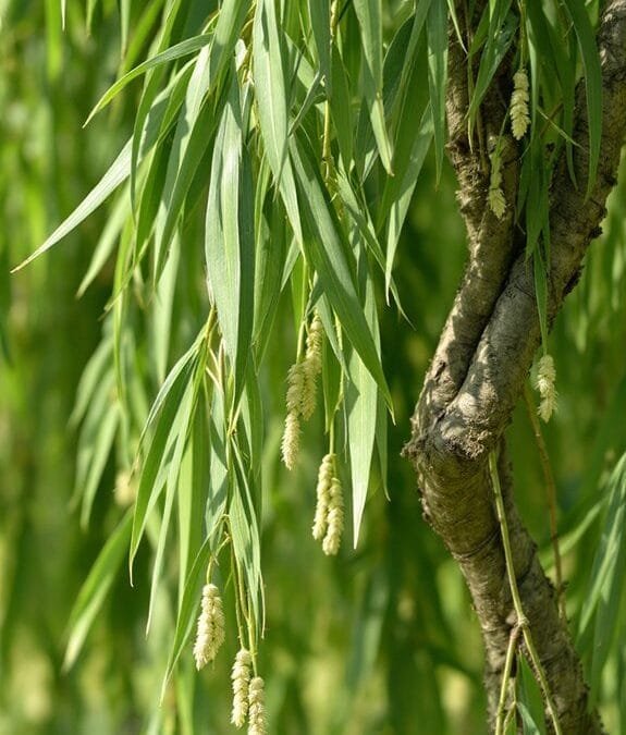 Grey Willow (Salix Cinerea Subsp. Oleifolia)