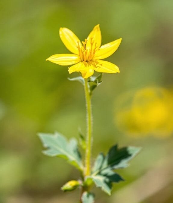 Yellowwort (Blackstonia Perfoliata)